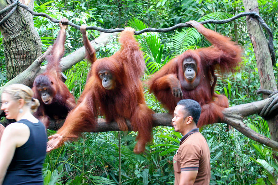 Singapore Zoo & Singapore Night Safari Tickets Combo Image