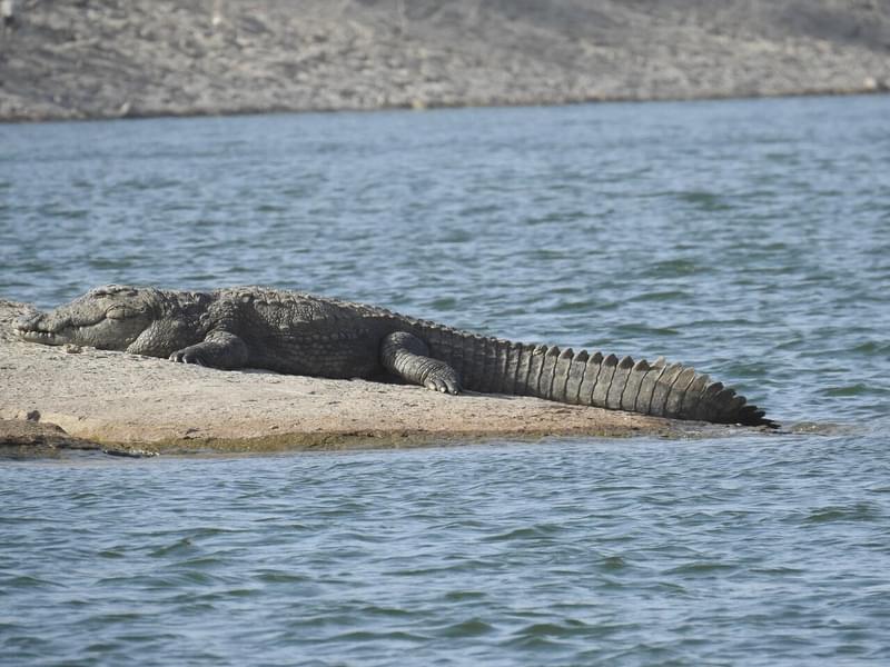 Jawai Leopard Safari​ in Rajasthan Image