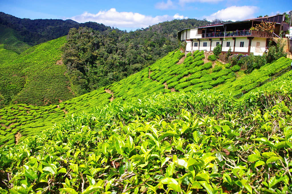 Chowgan Tea Gardens, <em>Bir</em>