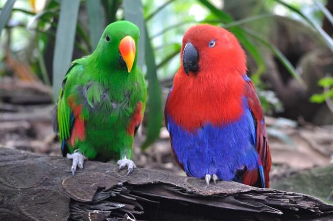 Birdworld Kuranda Australia