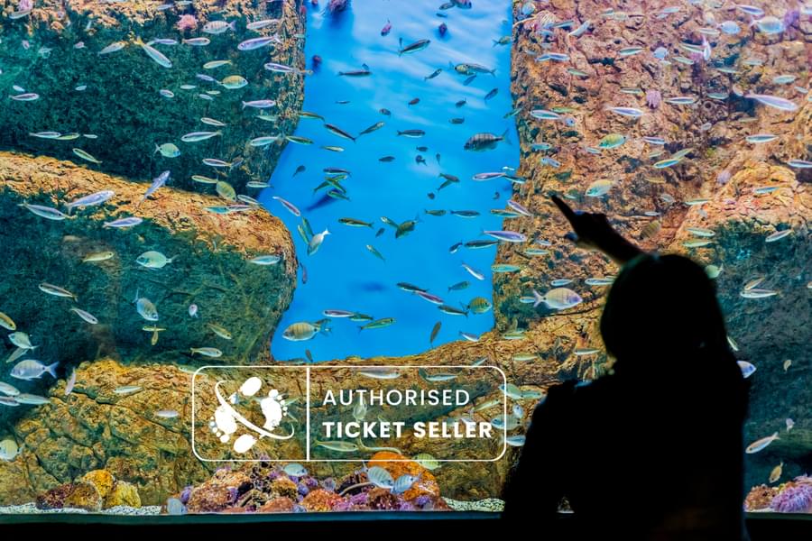 Seville Aquarium Tickets Image