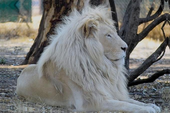 Lion in parks in  Johannesburg City Parks & Zoo