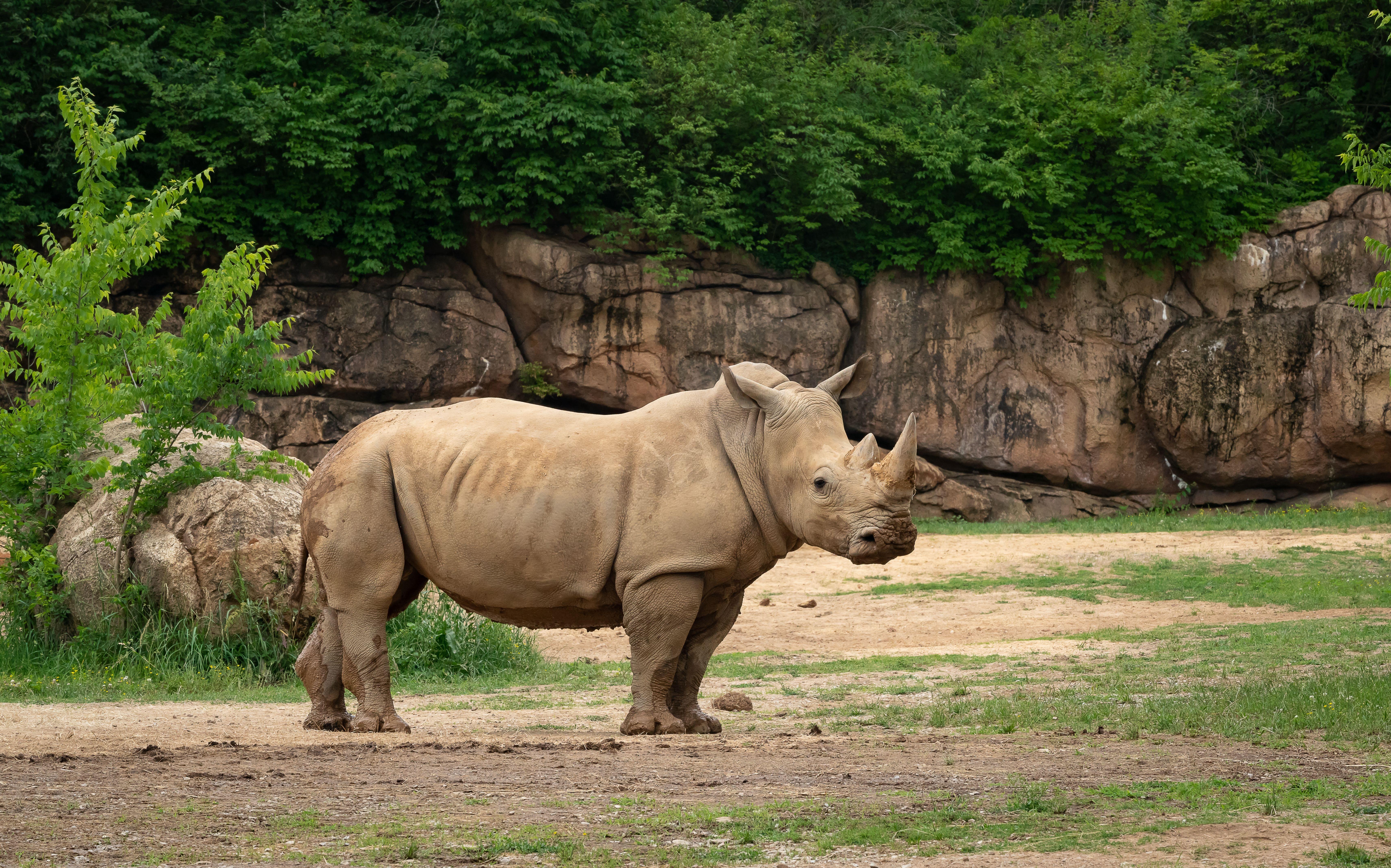 Rhino in Nashville Zoo