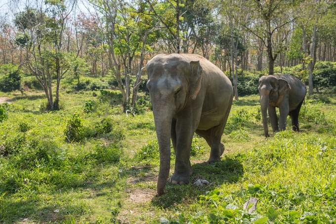 Phuket Elephant Jungle Sanctuary