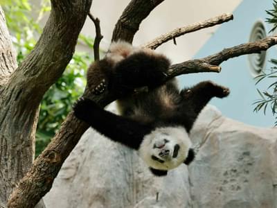 Have a Panda-stic experience at the River Wonders 