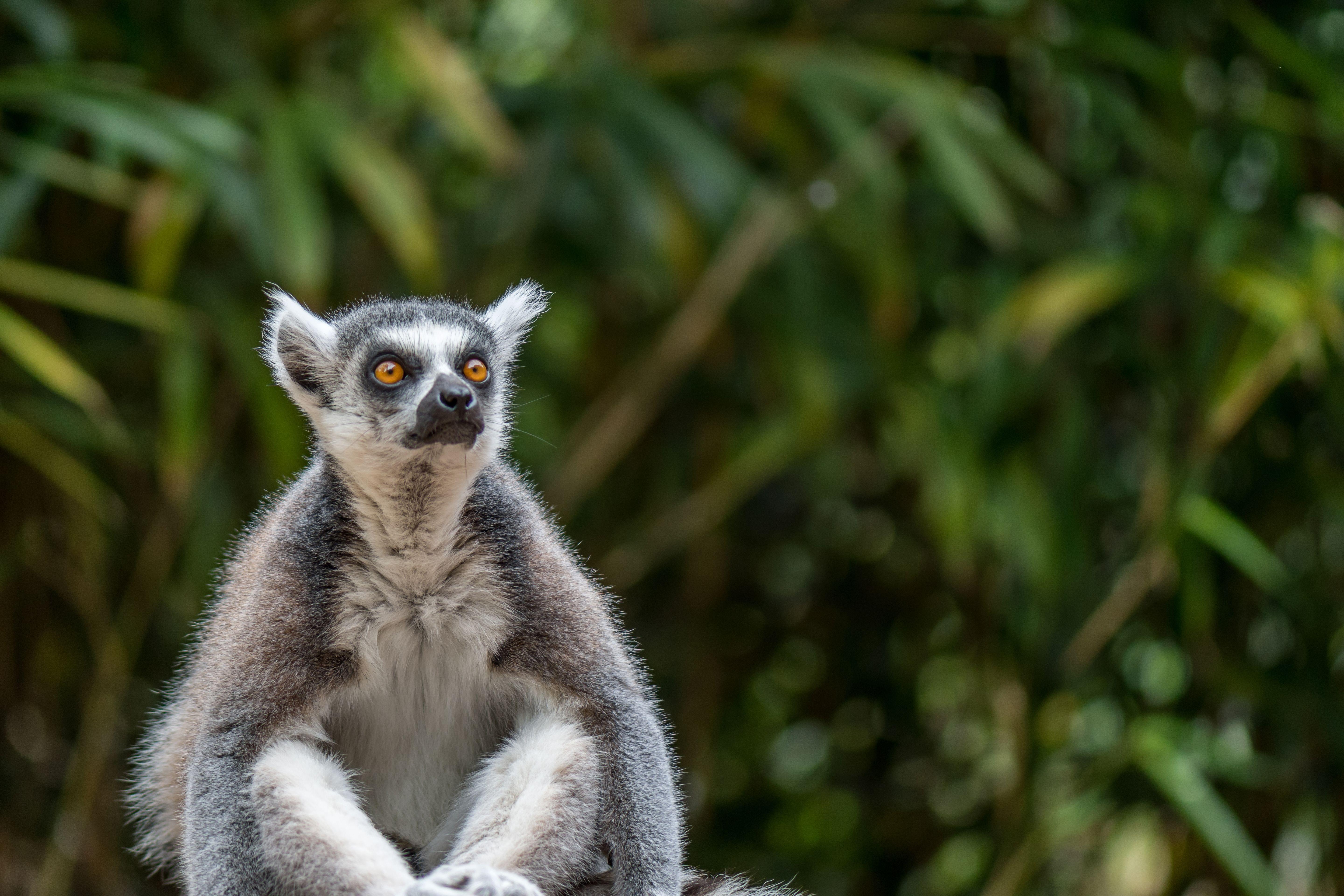 Kuala in Nashville Zoo