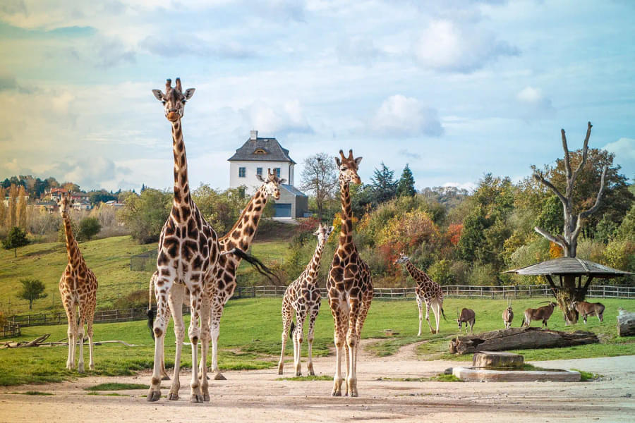 See Giraffes as you head towards the African House 