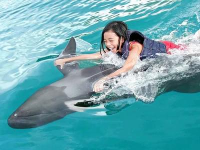 dolphin island singapore