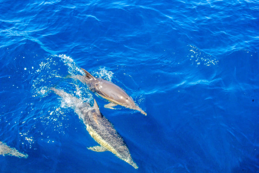 Port Stephens Dolphin And Dune Tour Image