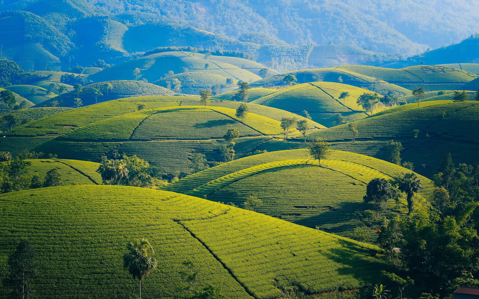 Coonoor