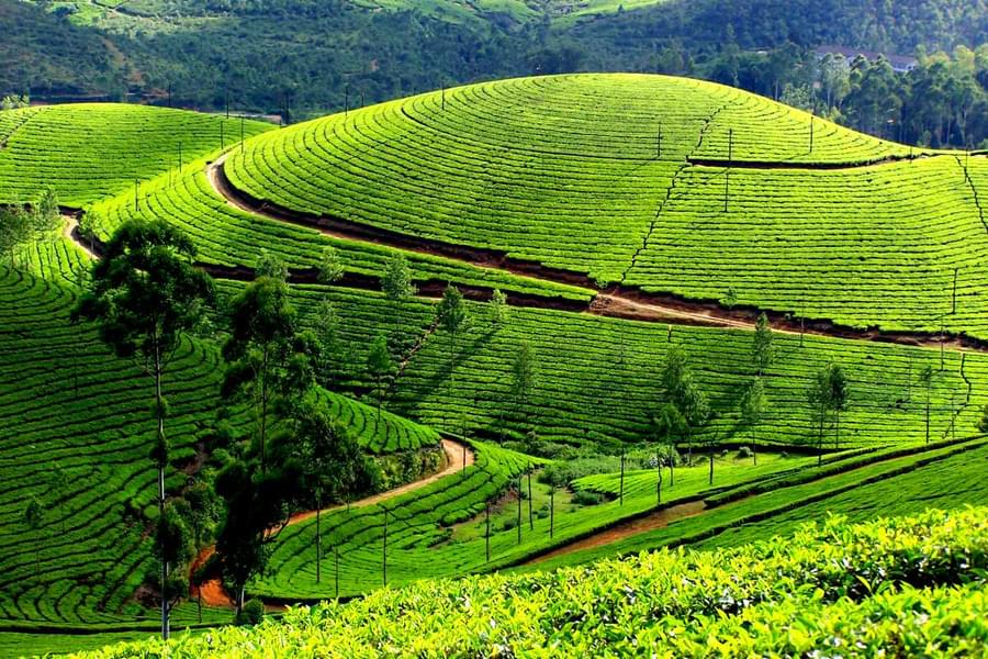 Munnar Full Day Sightseeing Tour With Elephant Spotting Image