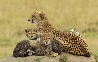 Nature’s fastest predator, the cheetah resting in the plains