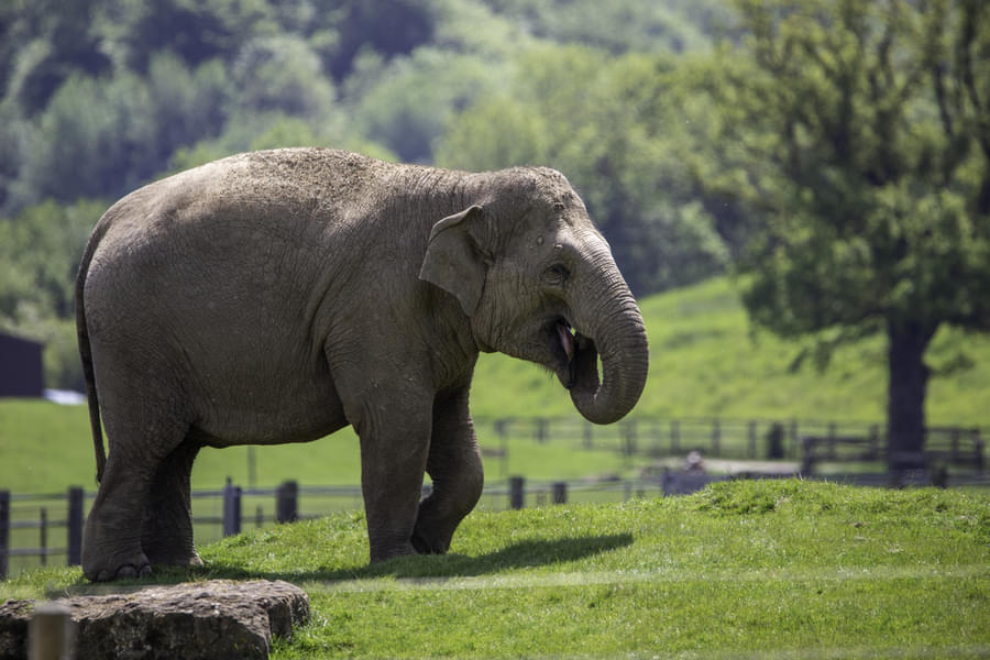 See the giant Elephants roaming around or relaxing peacefully inside the zoo