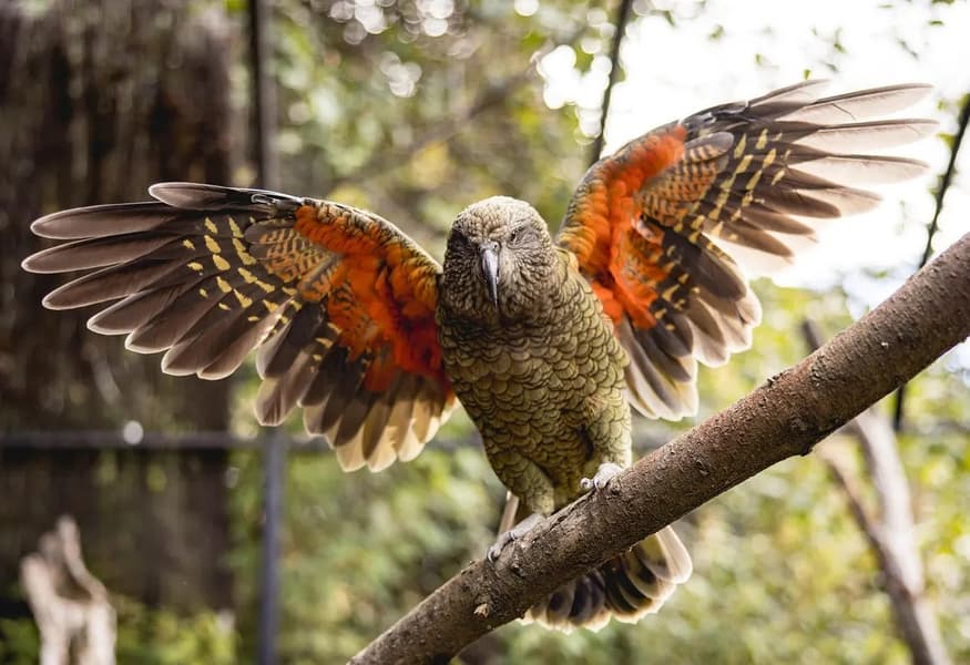 Kiwi Park Queenstown Tickets, New Zealand Image