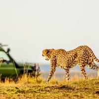 best-of-kenya-with-maasai-mara-serengeti-national-park