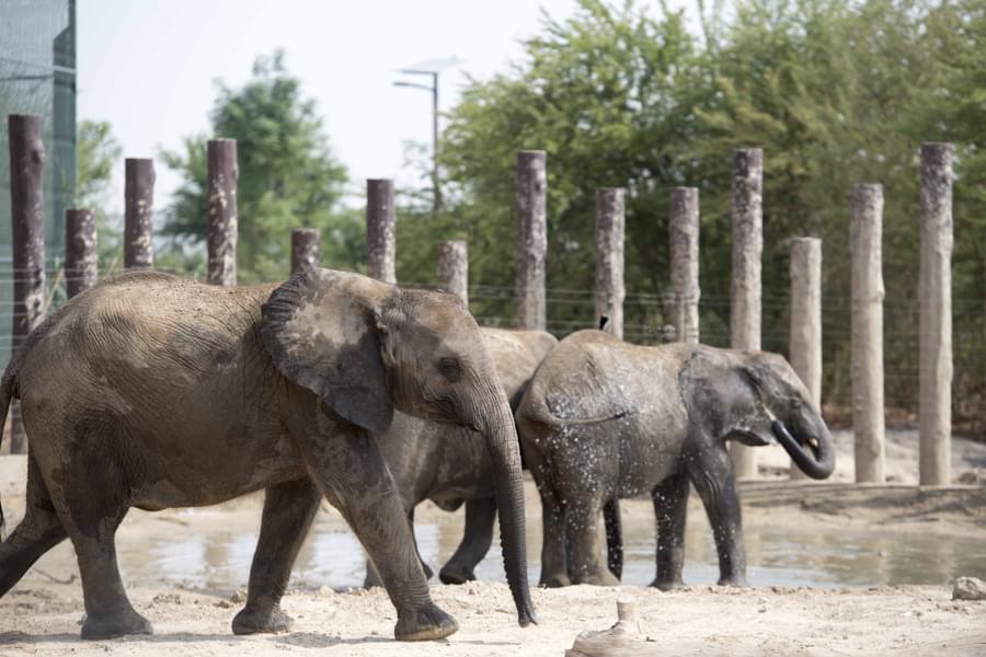 Book Dubai Safari Park Tickets Get Upto 40 Off book-dubai-safari-park-tickets-get-upto-40-off