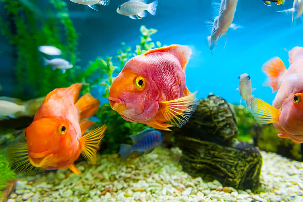 There are Nemo and Dory for your Entertainment