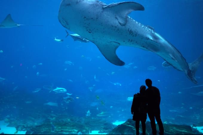 Monterey Bay Aquarium