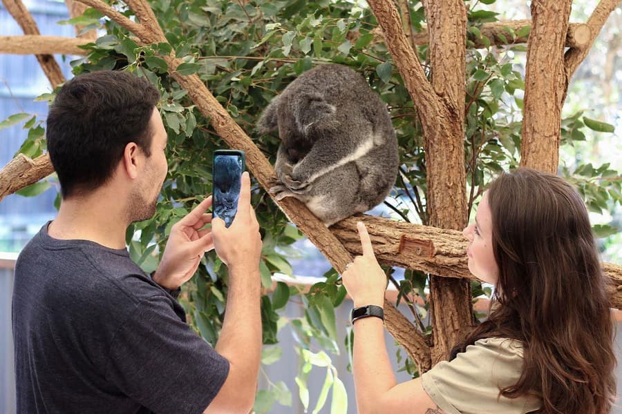 Koala Park Sanctuary Sydney Admission Image