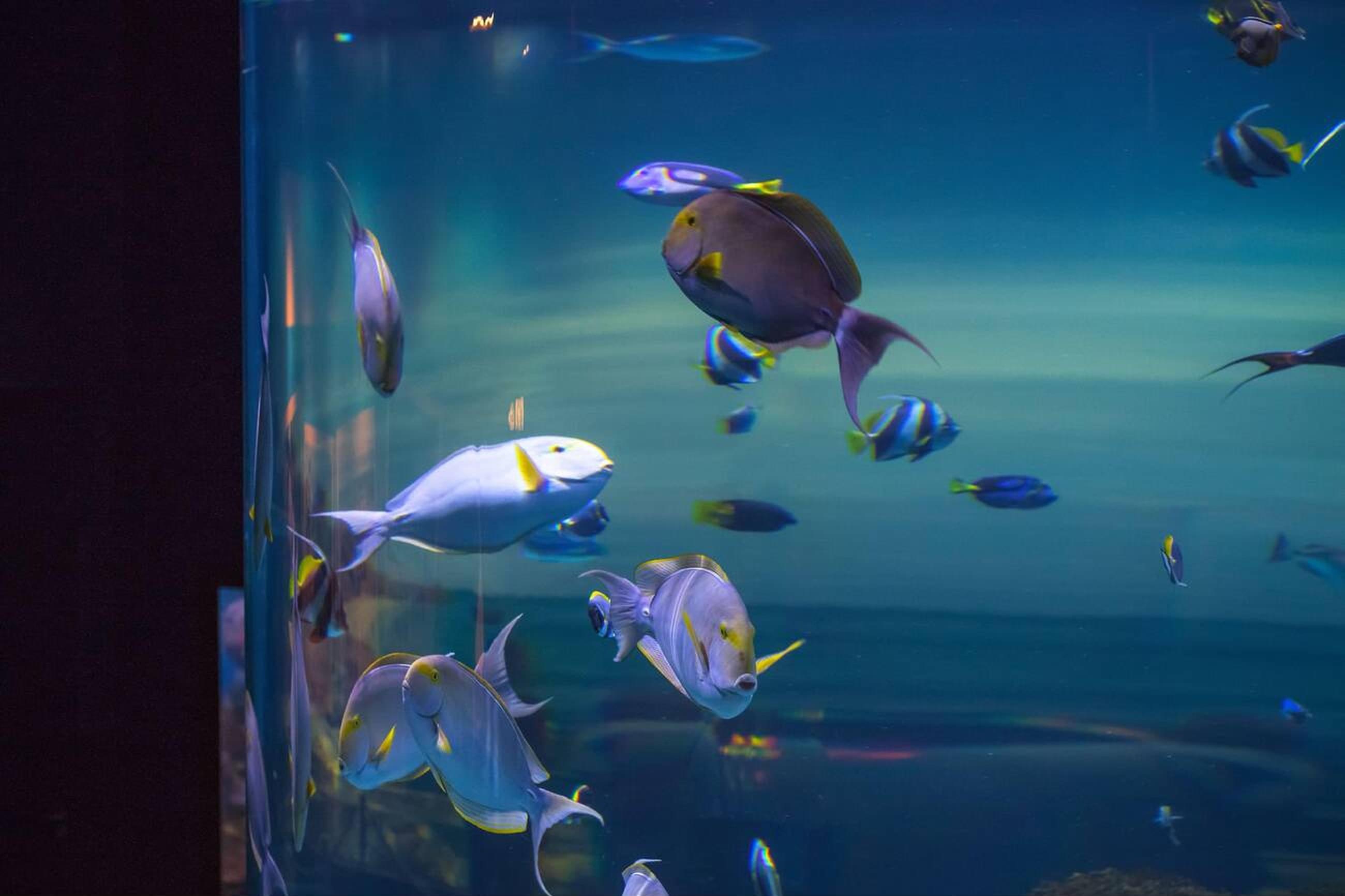 Sea aquarium Singapore fish