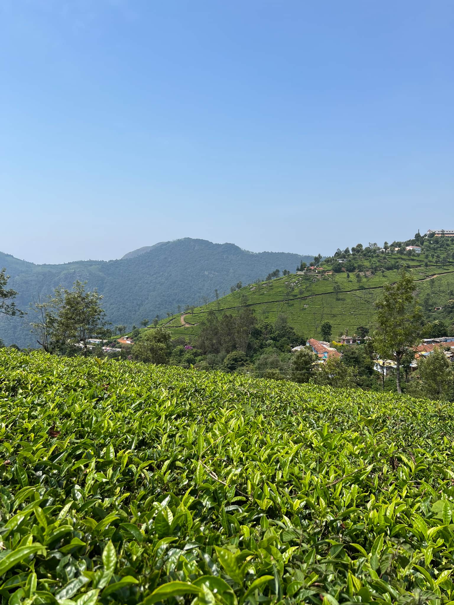 Glimpse of Ooty & Coonoor | Escape to the Nilgiris
