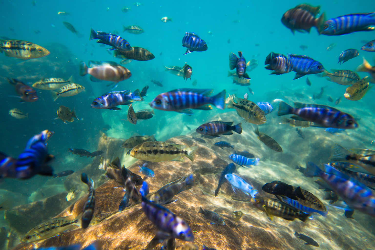 Fishes