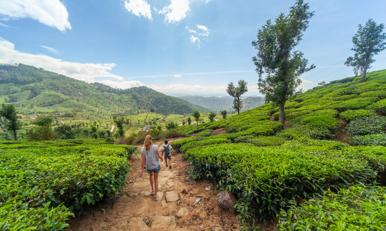 Visitor exploring the lush green Munnar Hills