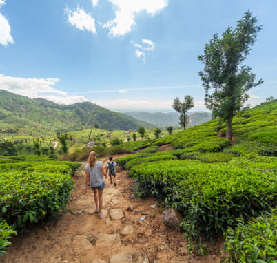 Visitor exploring the lush green Munnar Hills