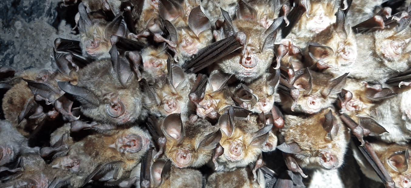 Try to spot the bat colonies