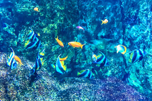 Aquarium of Lyon Tickets, France