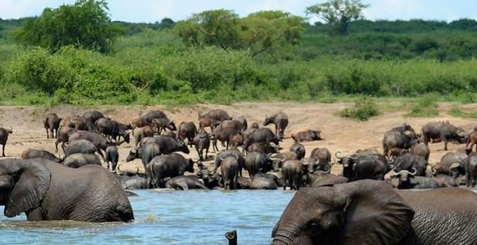 Witness Elephants at Queen Elizabeth National Park