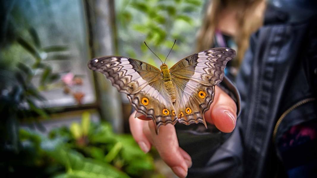 A butterfly sitting on a visitor's hand