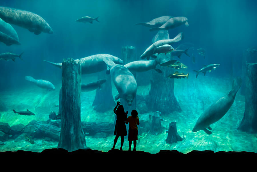 See a submerged Amazon at the Amazon Flooded Forest Manatees exhibit