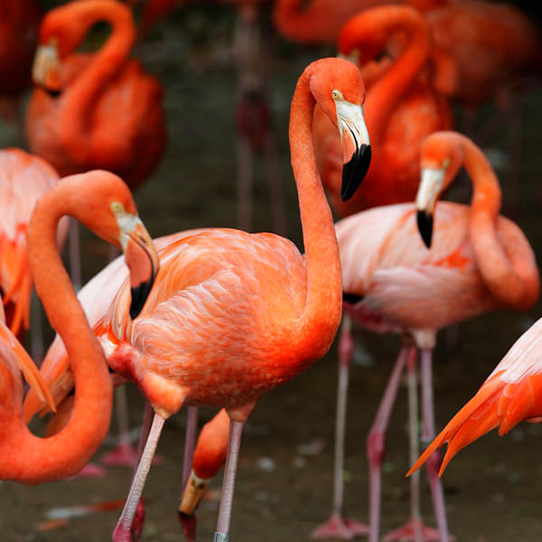 Admire the Caribbean Flamingos