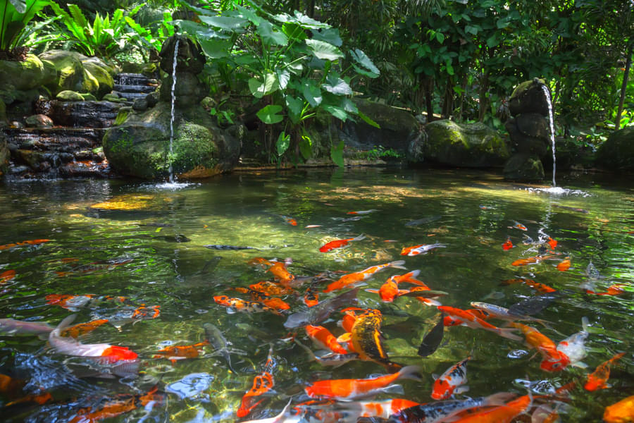 Catch a glimpse of Koi fish swim in the tranquil waters of the pond