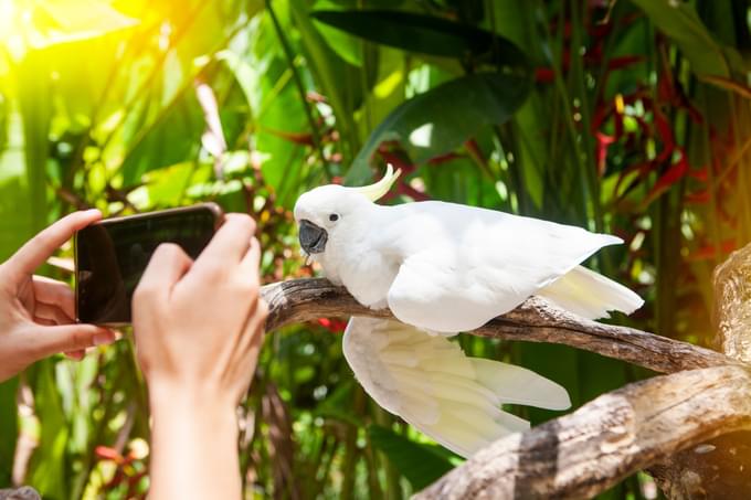 Phuket Bird Park