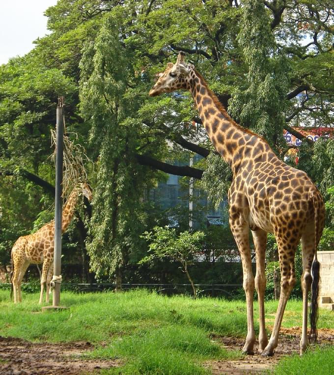 Giraffe in Mysore Zoo, India