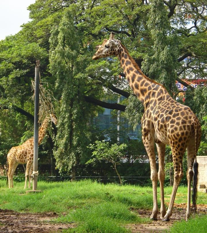 Giraffe in Mysore Zoo, India