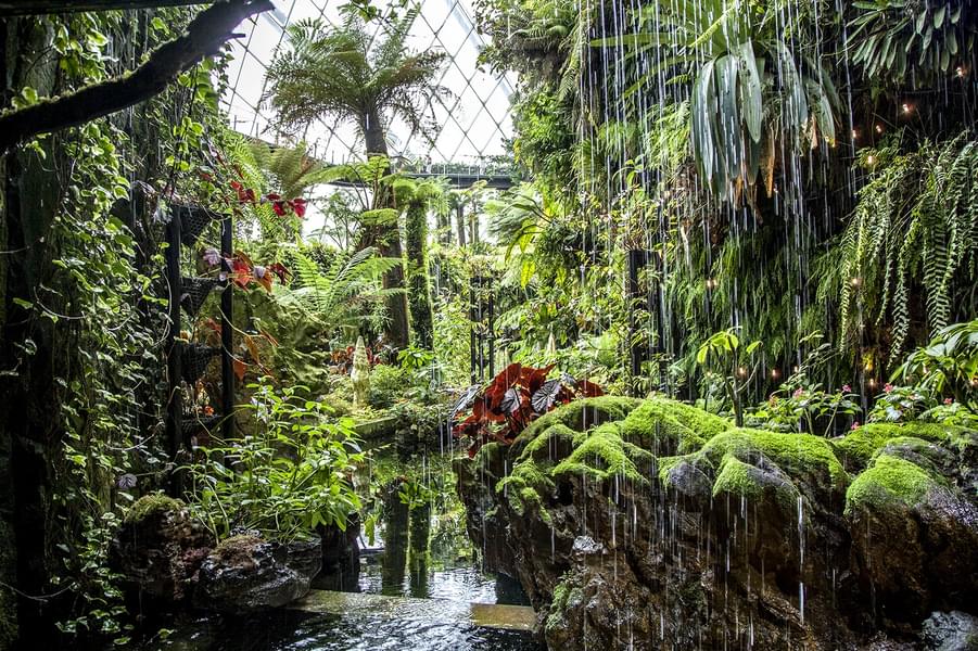 Experience the misty ambiance of Cloud Forest