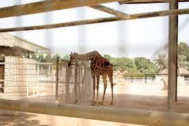 Visit Doha Zoo