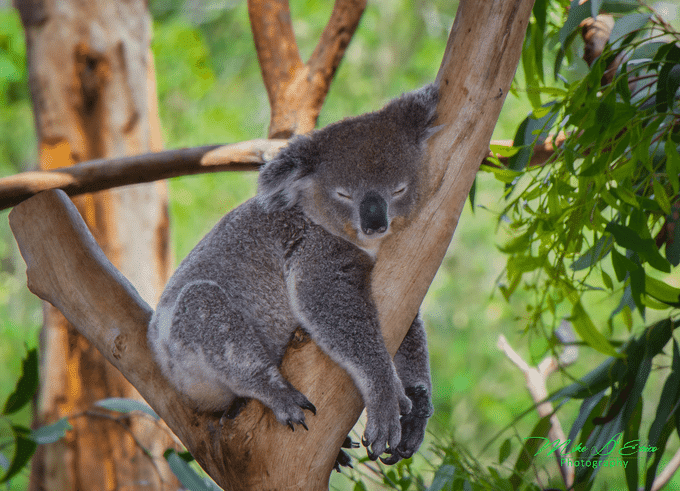 Philip Island Tour