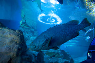 Vmcxr8wtrbqfj09kedydj7iwrh9g underwater%201%20 %20open%20ocean%20zone