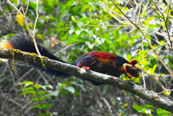 Catch glimpses of bushy-tailed Malabar squirrel, India’s largest squirrel