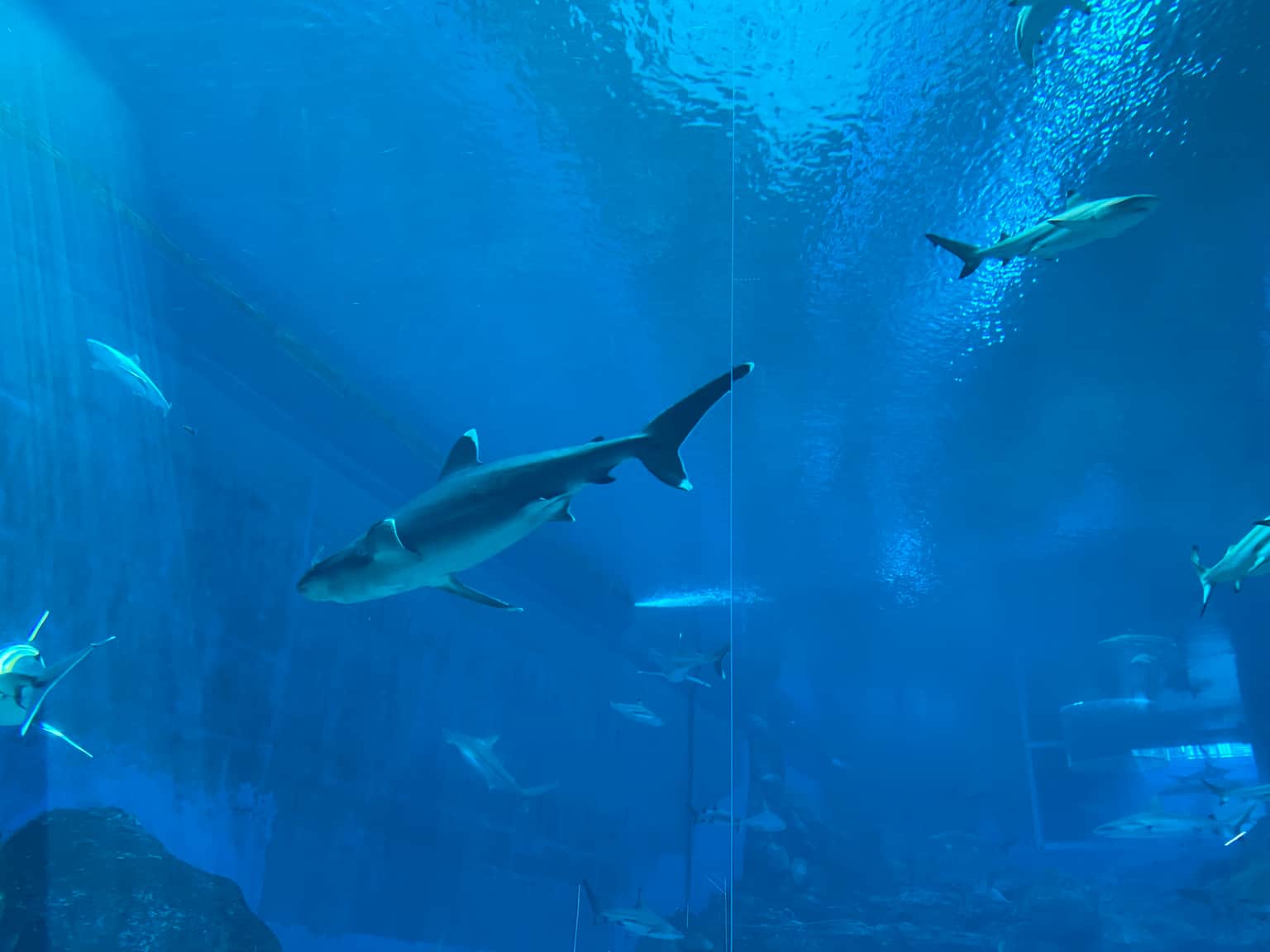 Photo from Nelson Wong's trip