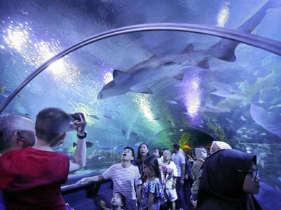 Visit Aquaria KLCC in Kuala Lumpur and discover a world of aquatic and land animals
