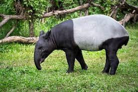 Malayan Tapir