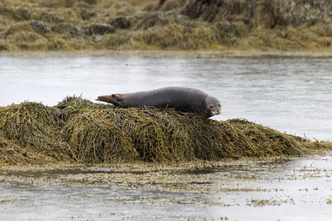 Ytri Tunga Beach, Reykjavik