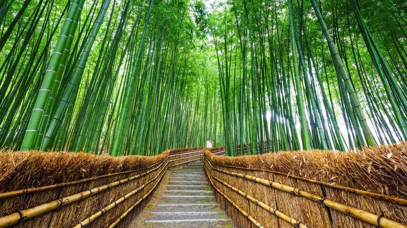 Arashiyama Bamboo Forest Overview