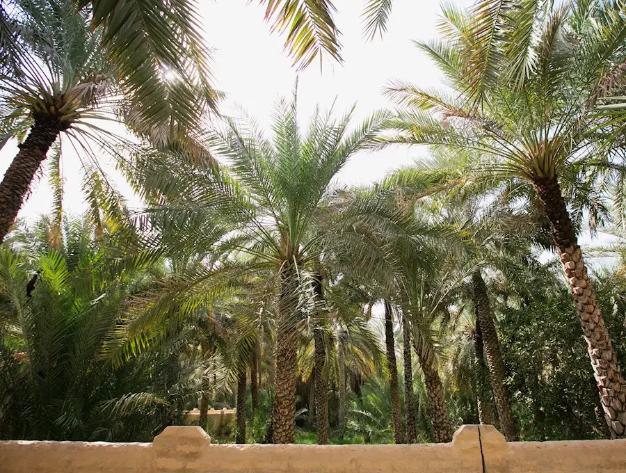 Al Ain Oasis