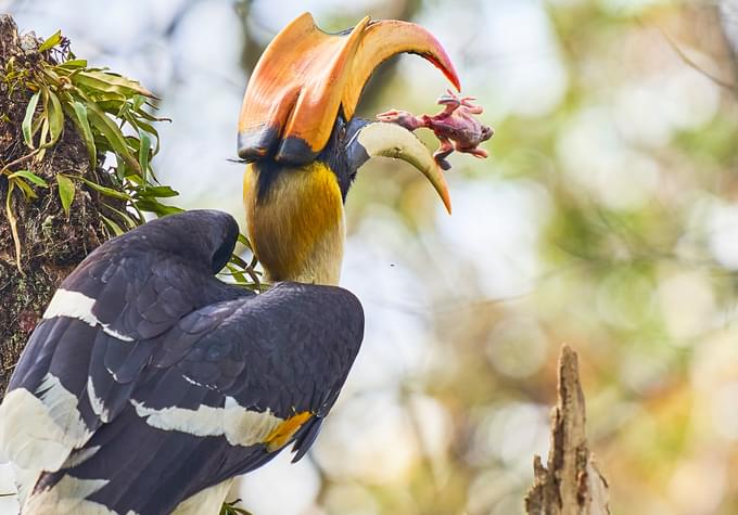 Indian Hornbill